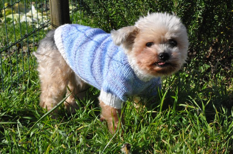 Pull manches raglan pour petit chien